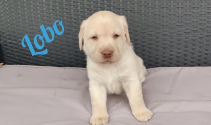 Lobo.jpg