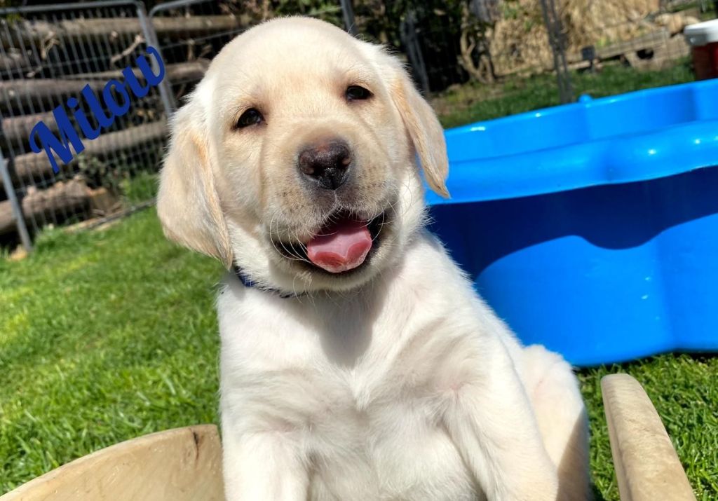 Milow1.jpg