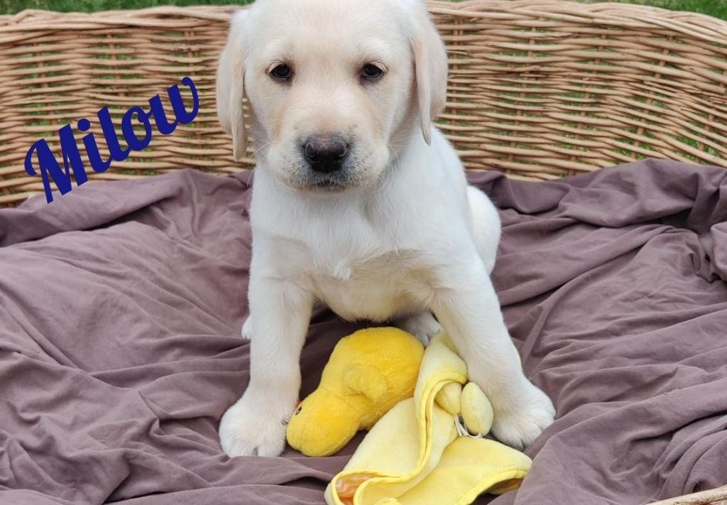 Milow1.jpg