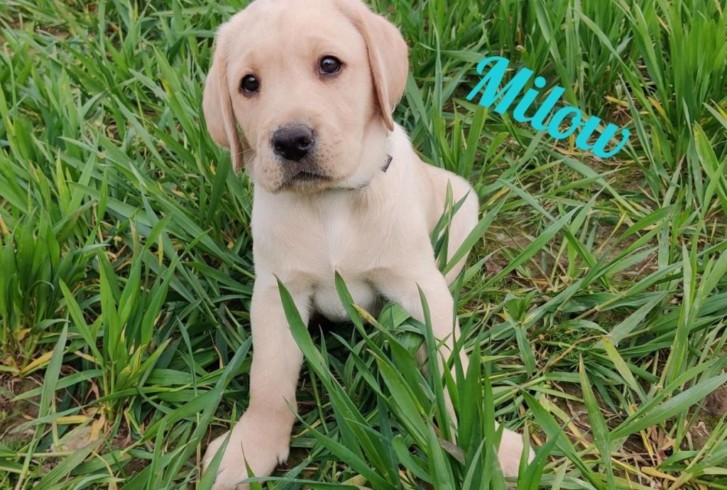 Milow.jpg
