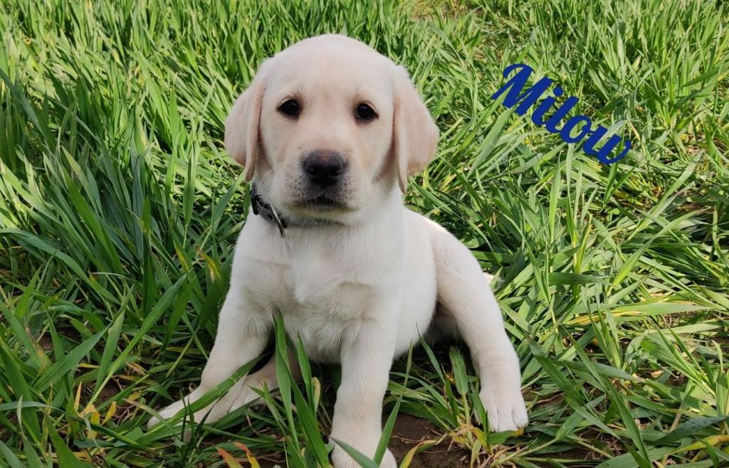 Milow1.jpg