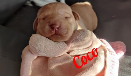 Coco.jpg