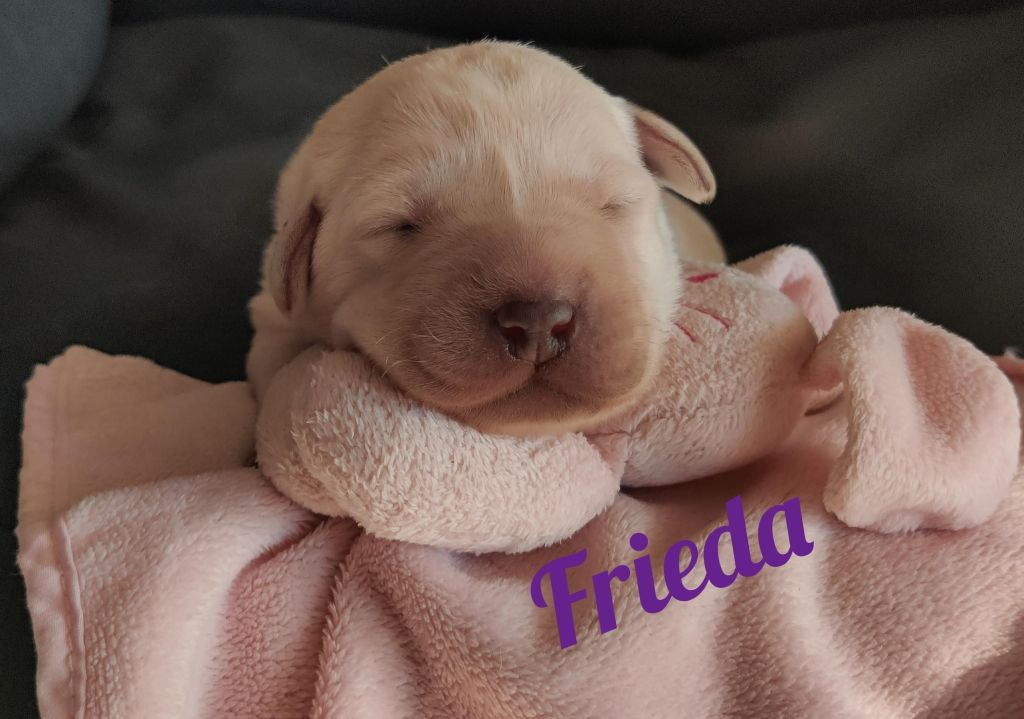 Frieda.jpg