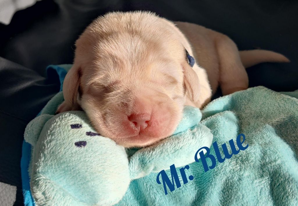 Mr. Blue.jpg