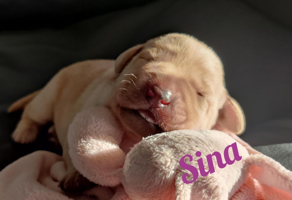 Sina.jpg