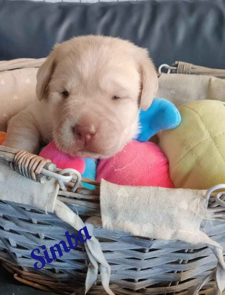 Simba.jpg