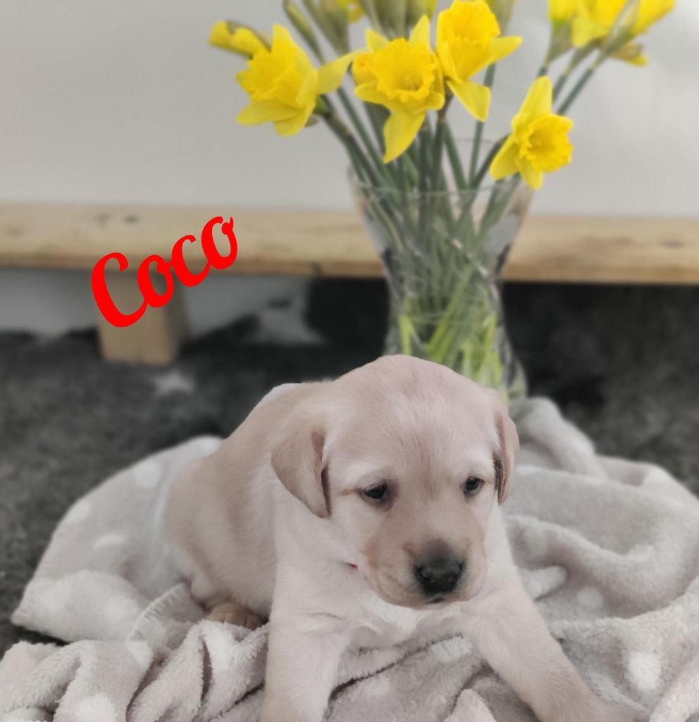 Coco.jpg