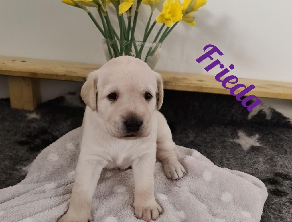 Frieda.jpg