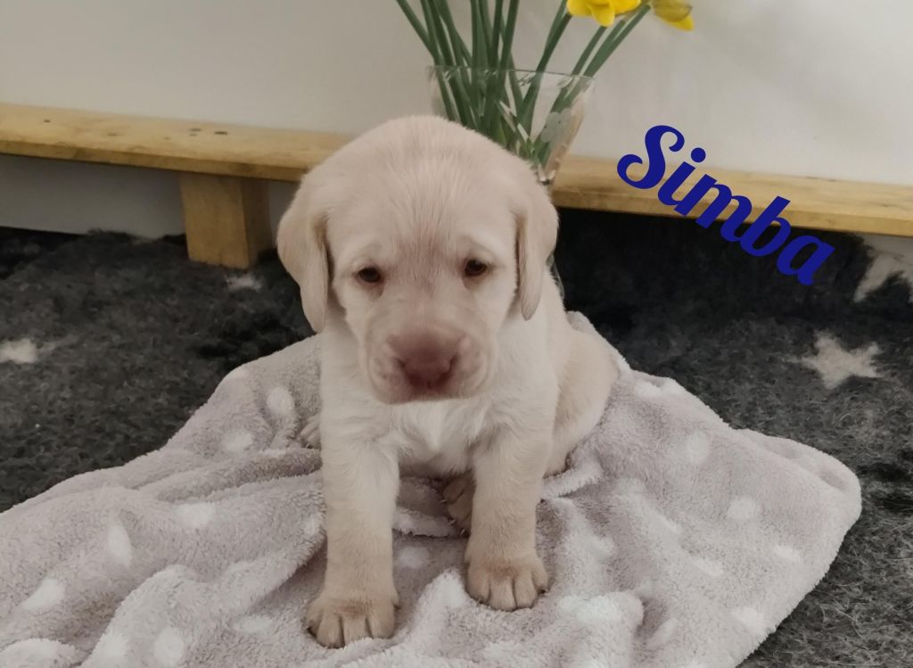 Simba.jpg