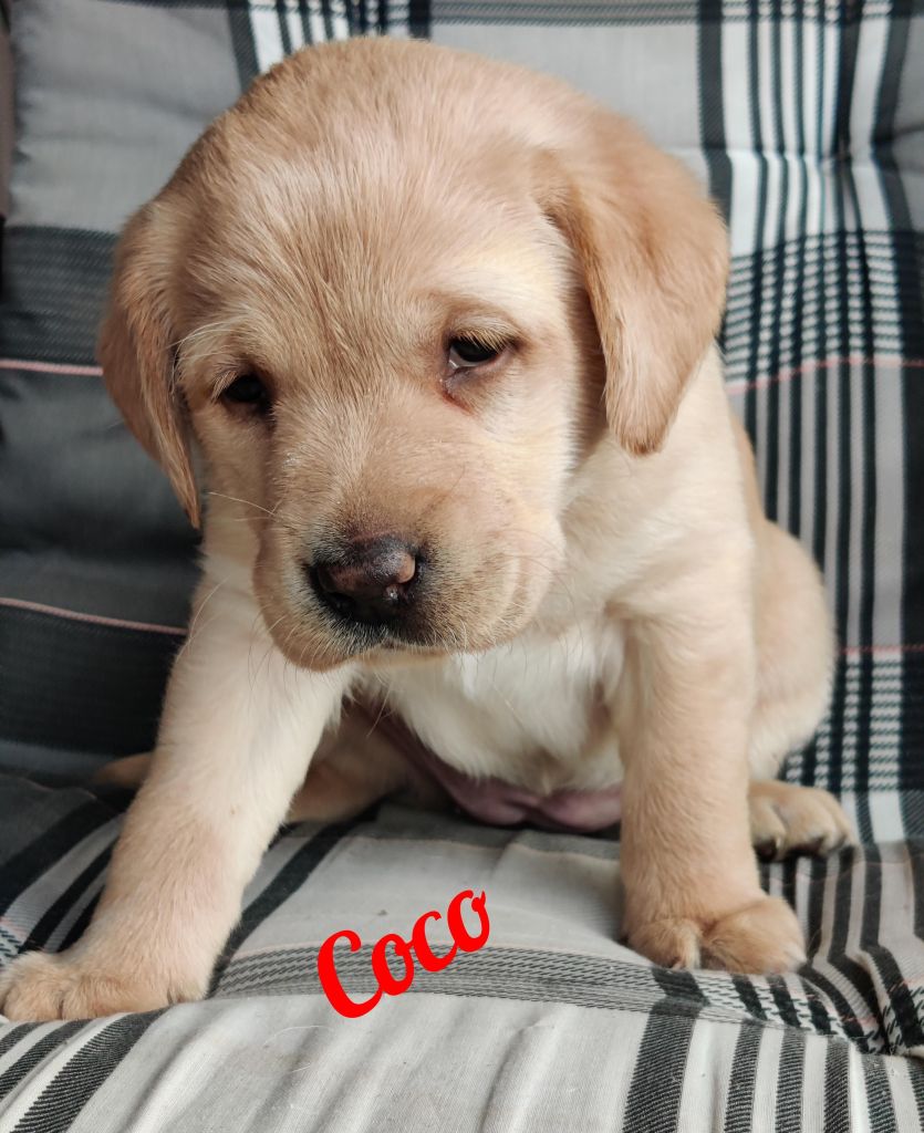 Coco.jpg