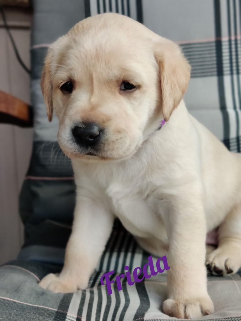 Frieda.jpg