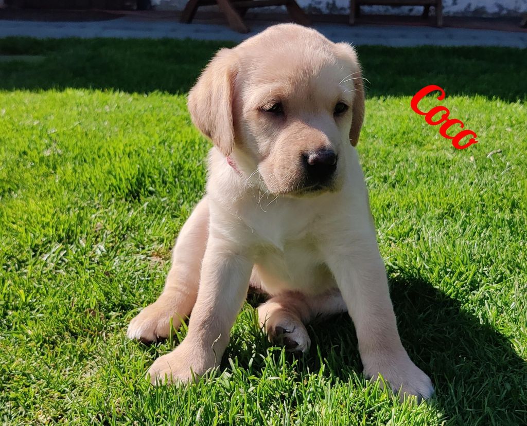 Coco.jpg