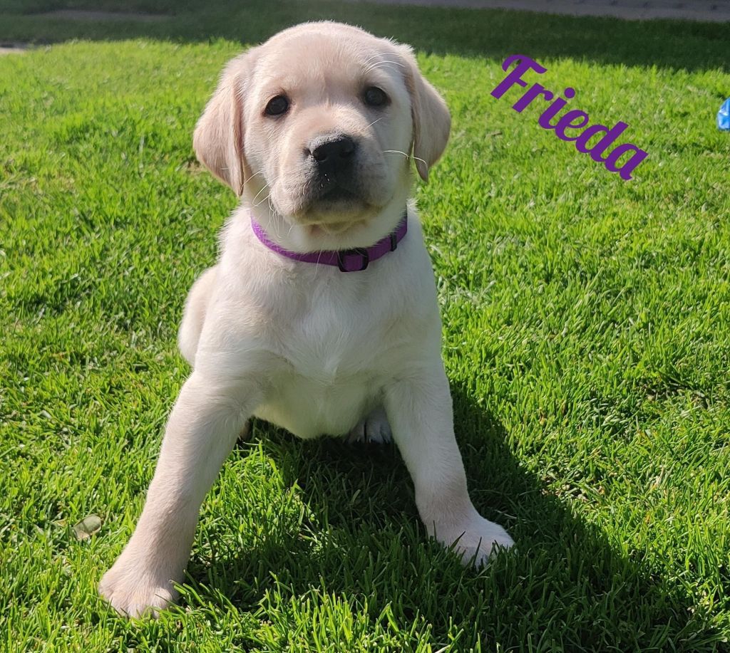 Frieda.jpg