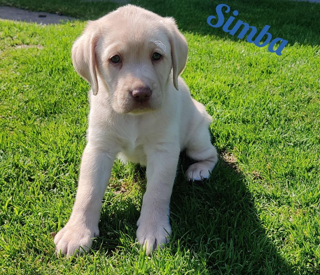 Simba.jpg