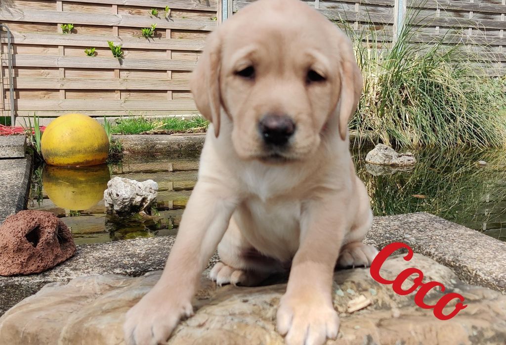 Coco.jpg
