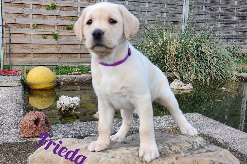 Frieda.jpg