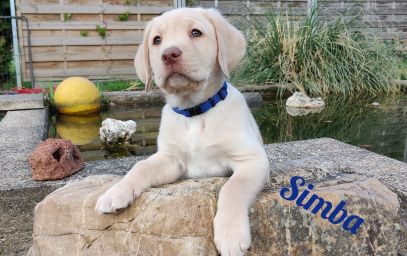 Simba.jpg