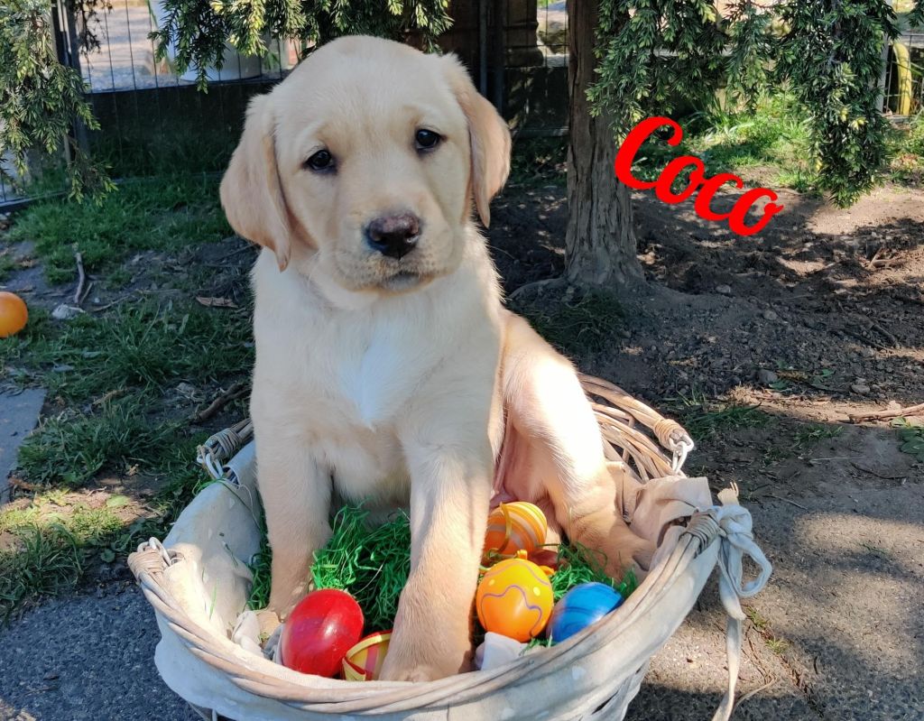Coco.jpg