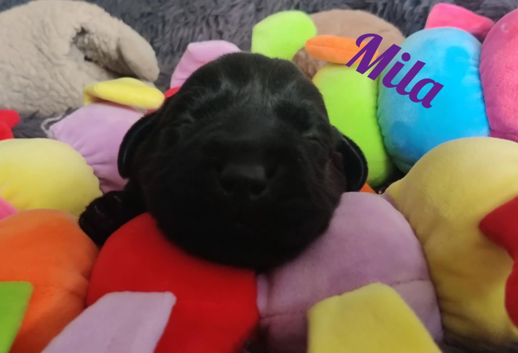 Mila.jpg
