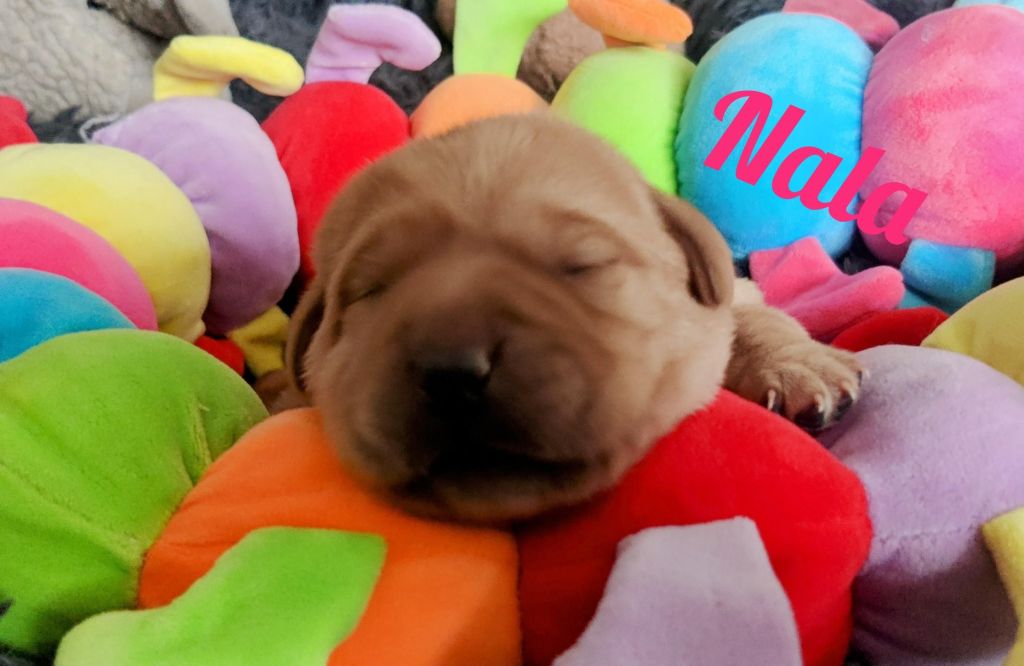 Nala.jpg