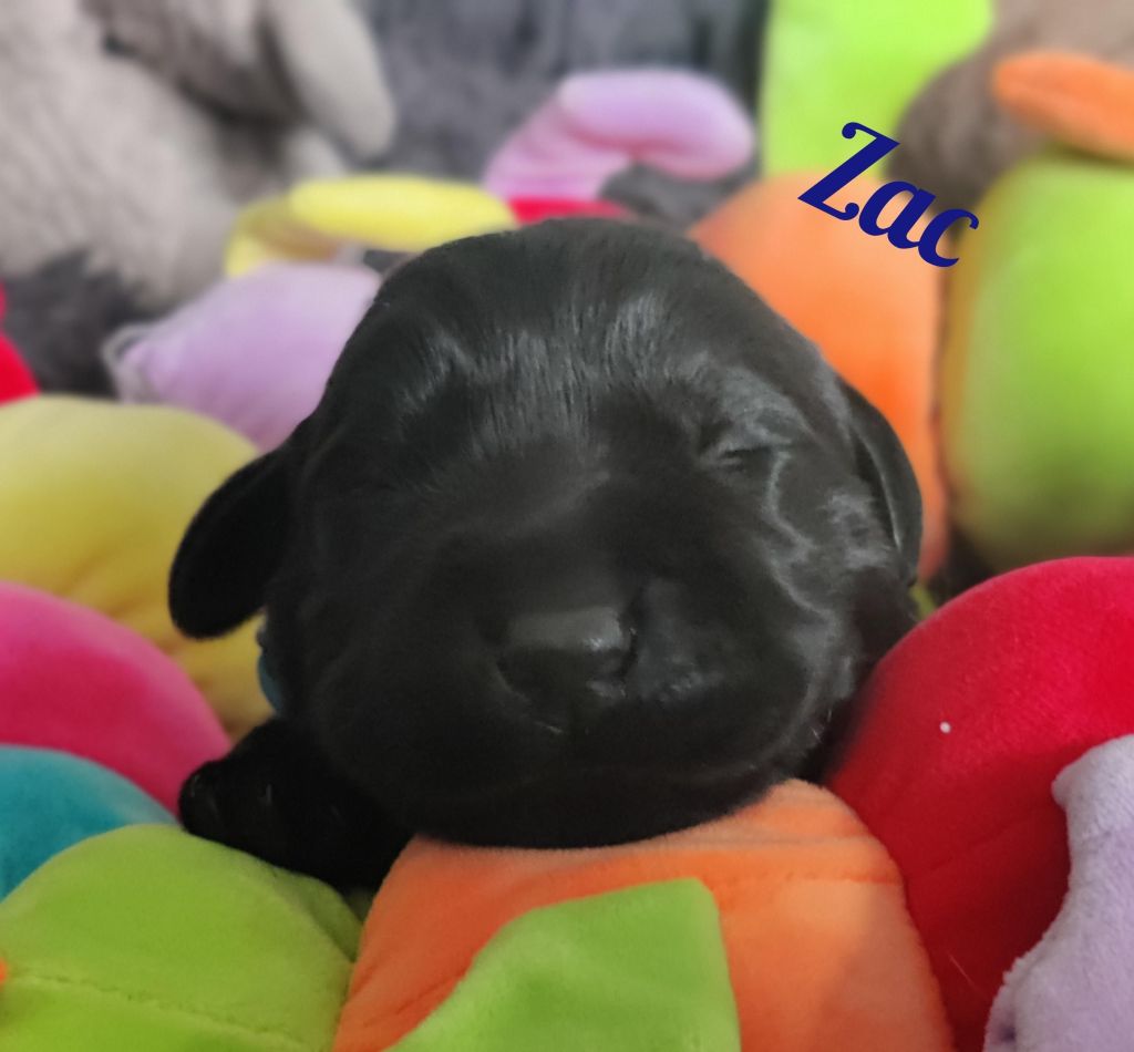 Zac.jpg