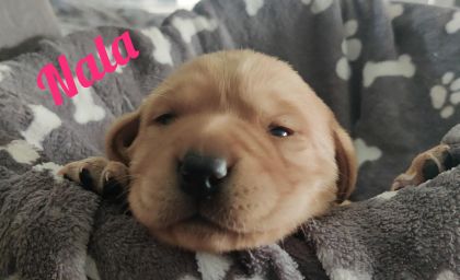 Nala.jpg