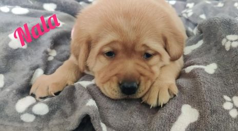 Nala.jpg