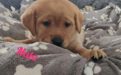 Nala.jpg