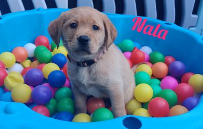 Nala.jpg