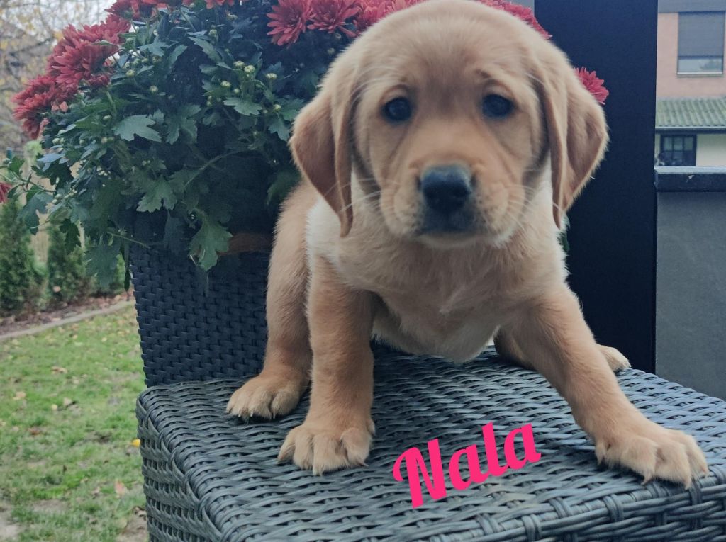 Nala.jpg