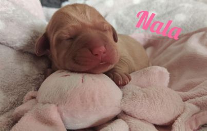 Nala.jpg