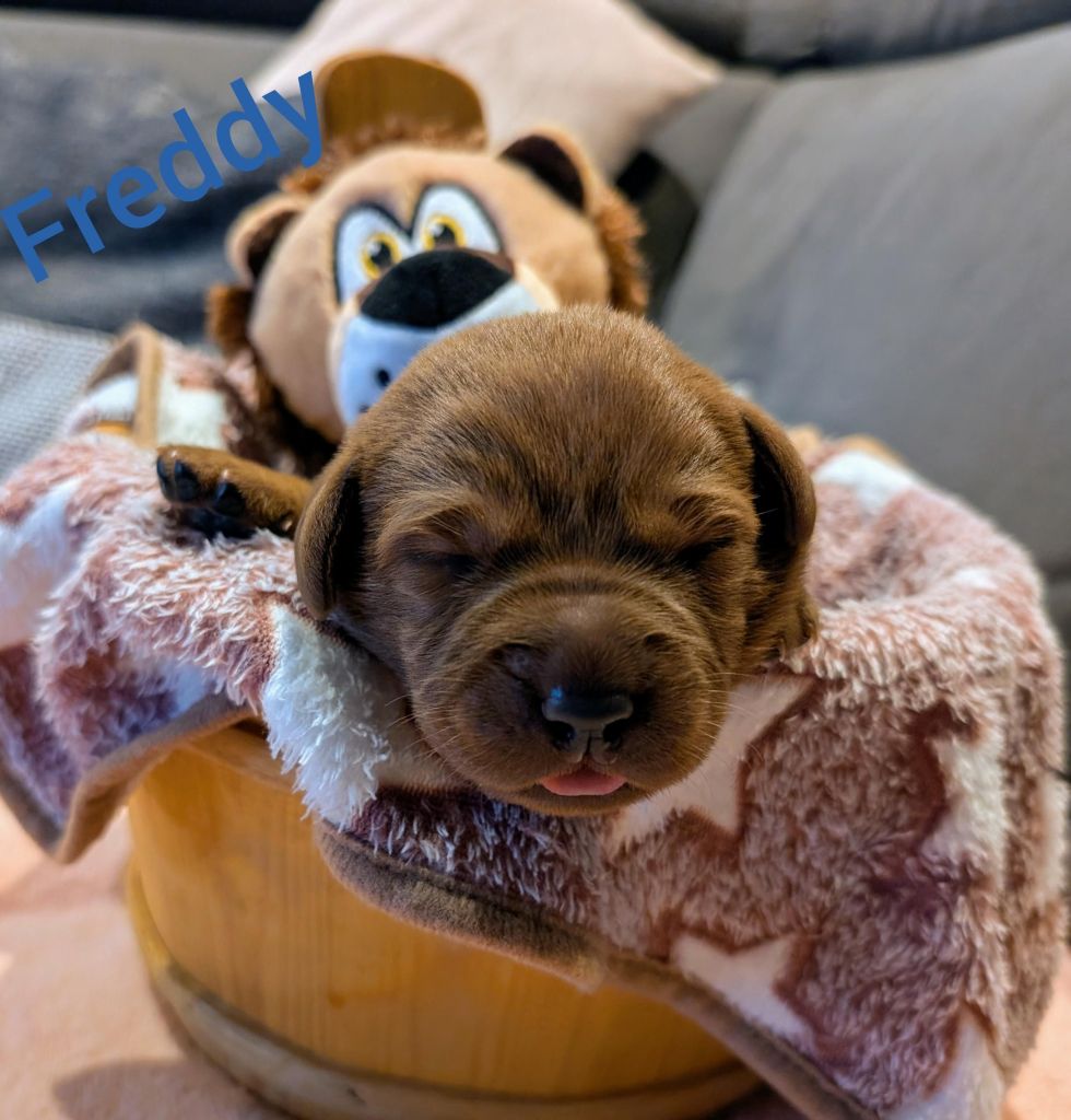 Freddy.jpg