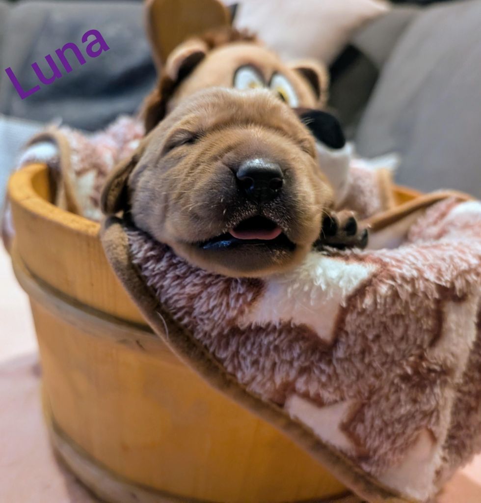 Luna.jpg