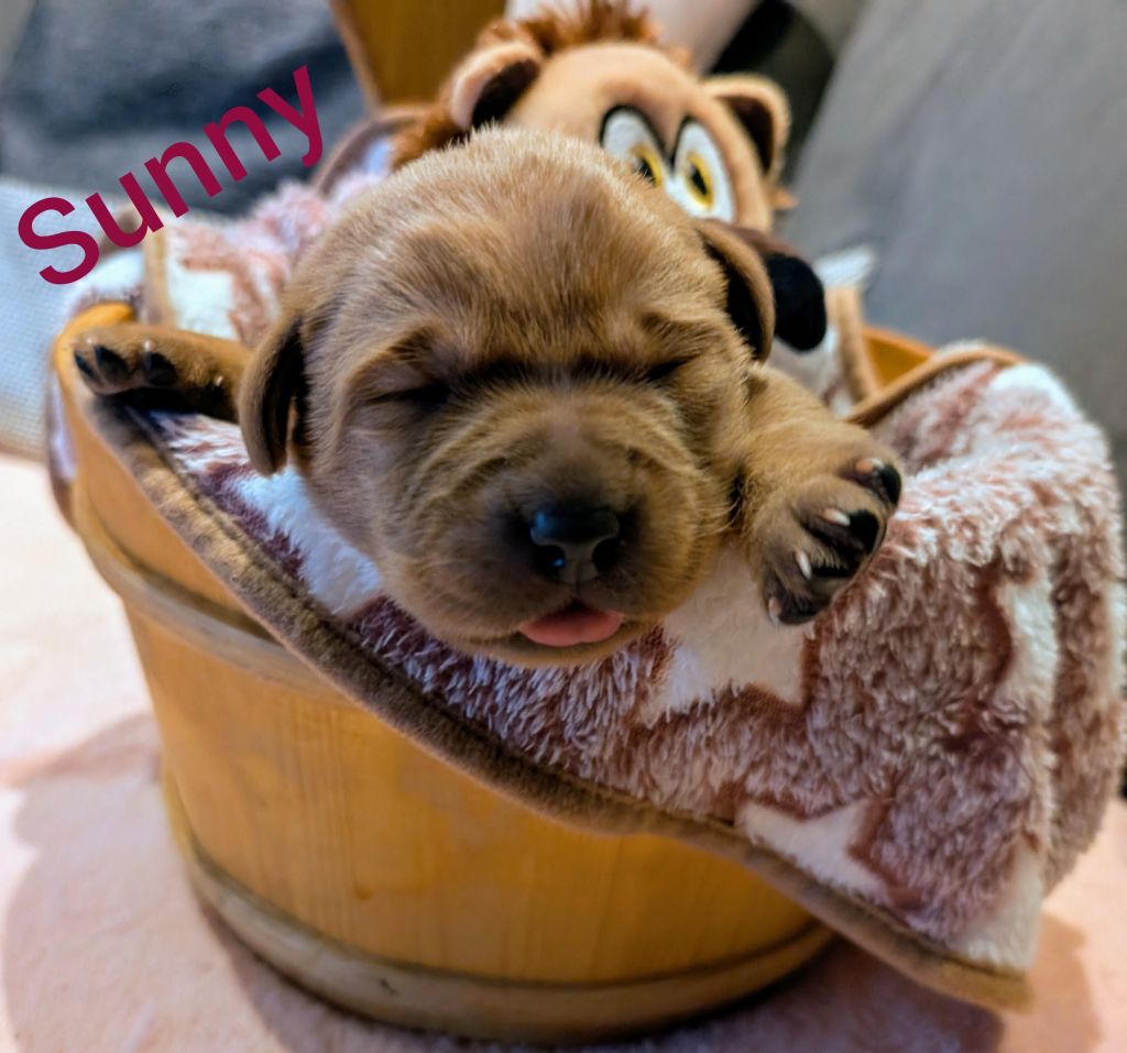 Sunny.jpg