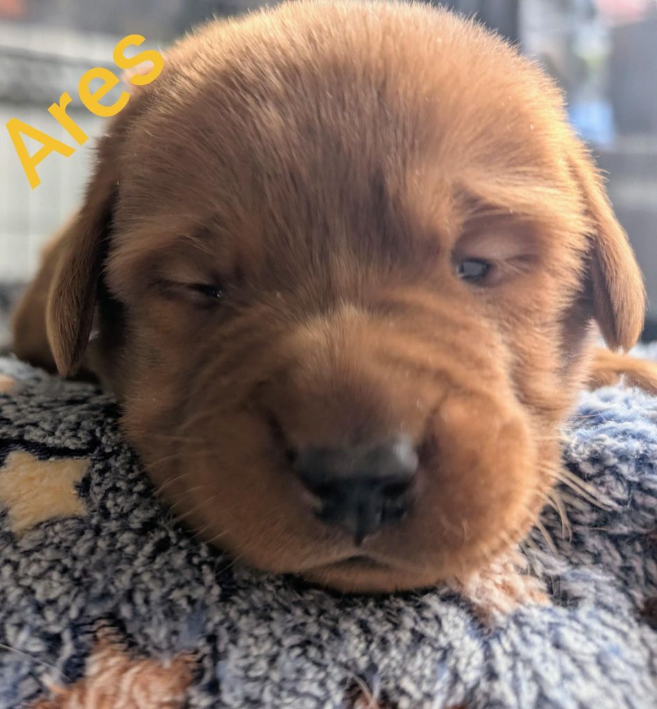 Ares.jpg