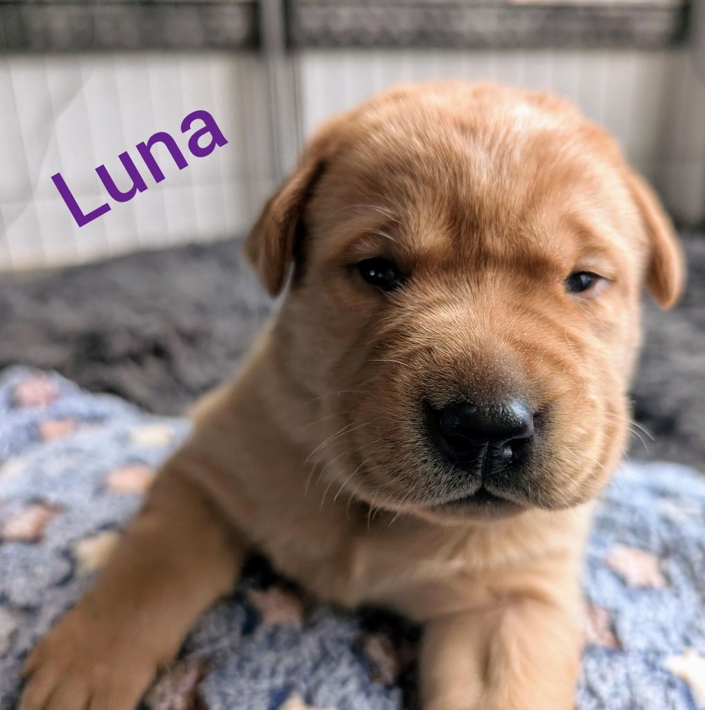 Luna.jpg
