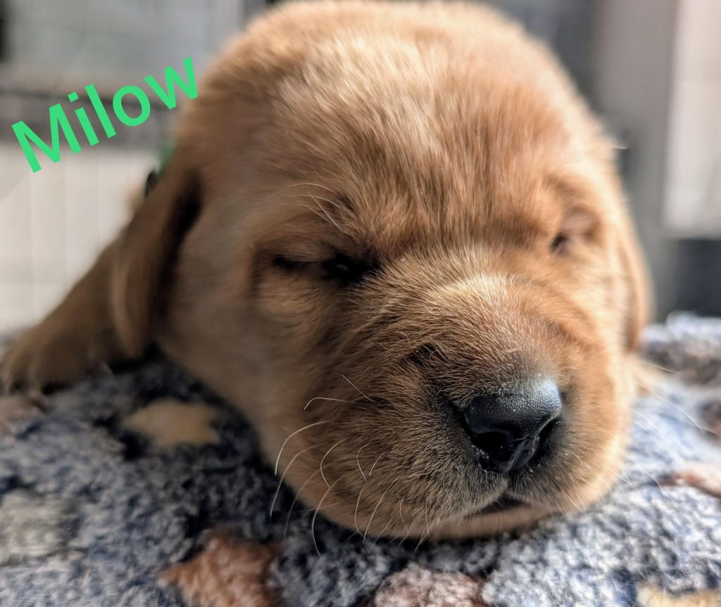 Milow.jpg