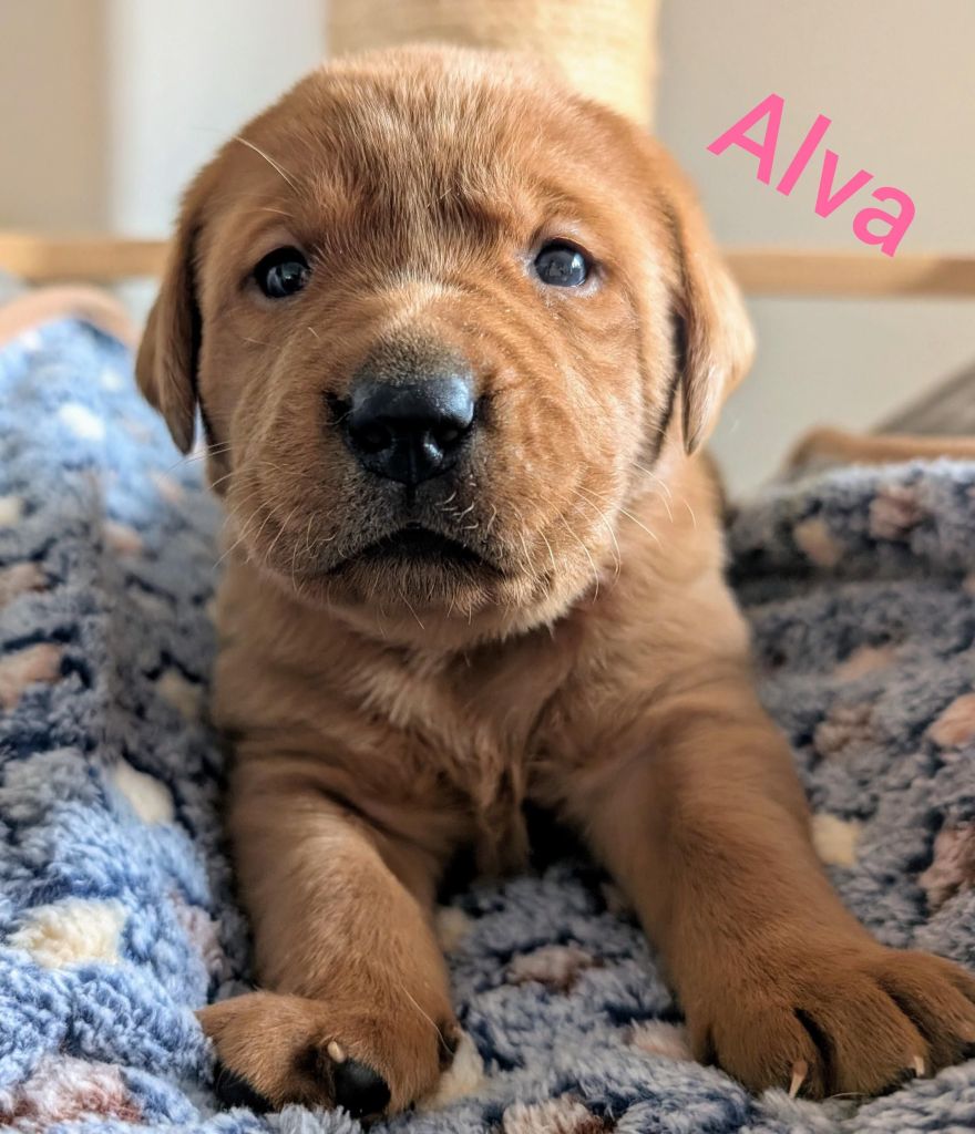 Alva.jpg