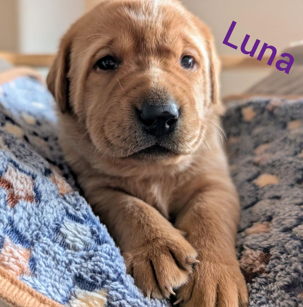 Luna.jpg