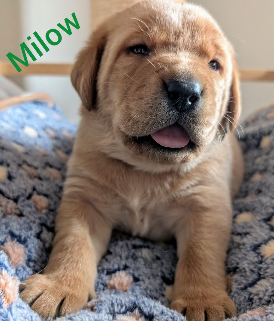 Milow.jpg