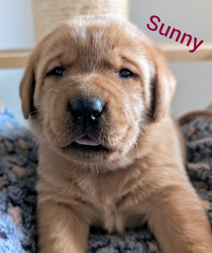 Sunny.jpg