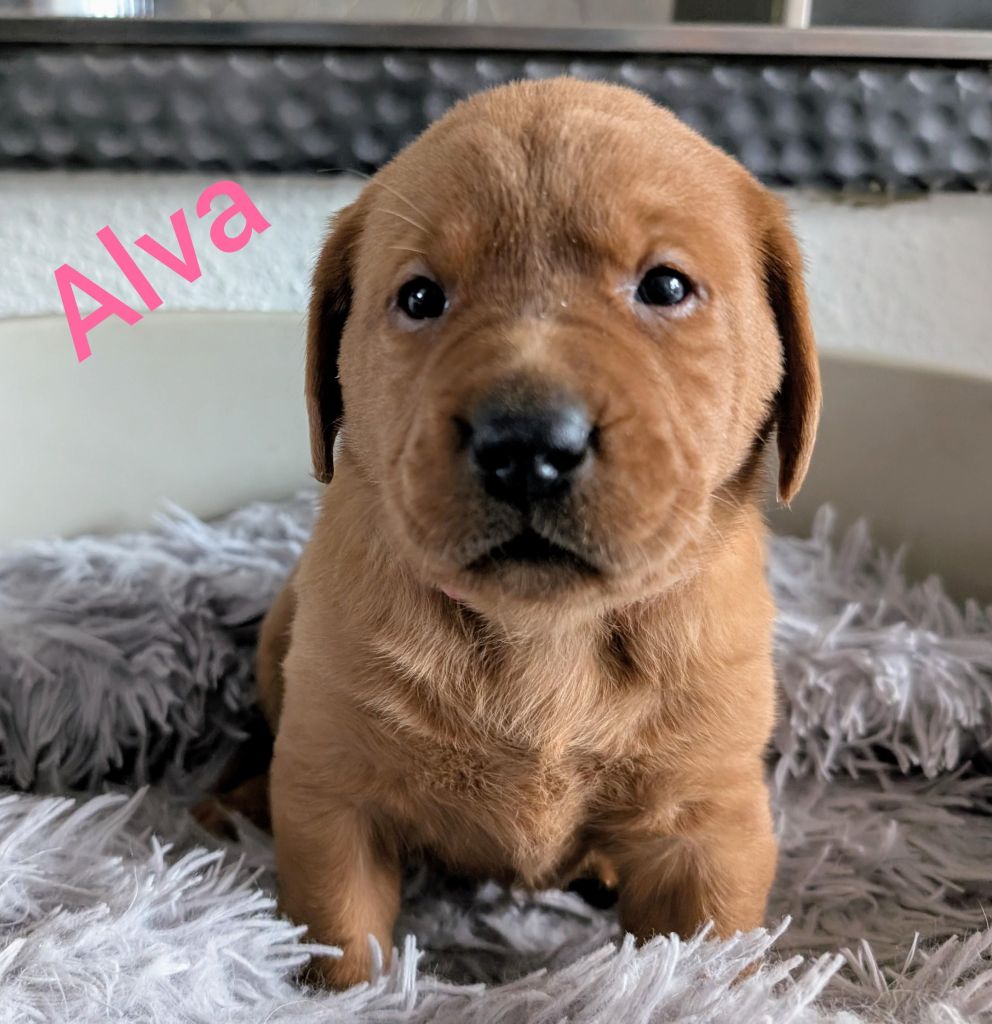 Alva.jpg