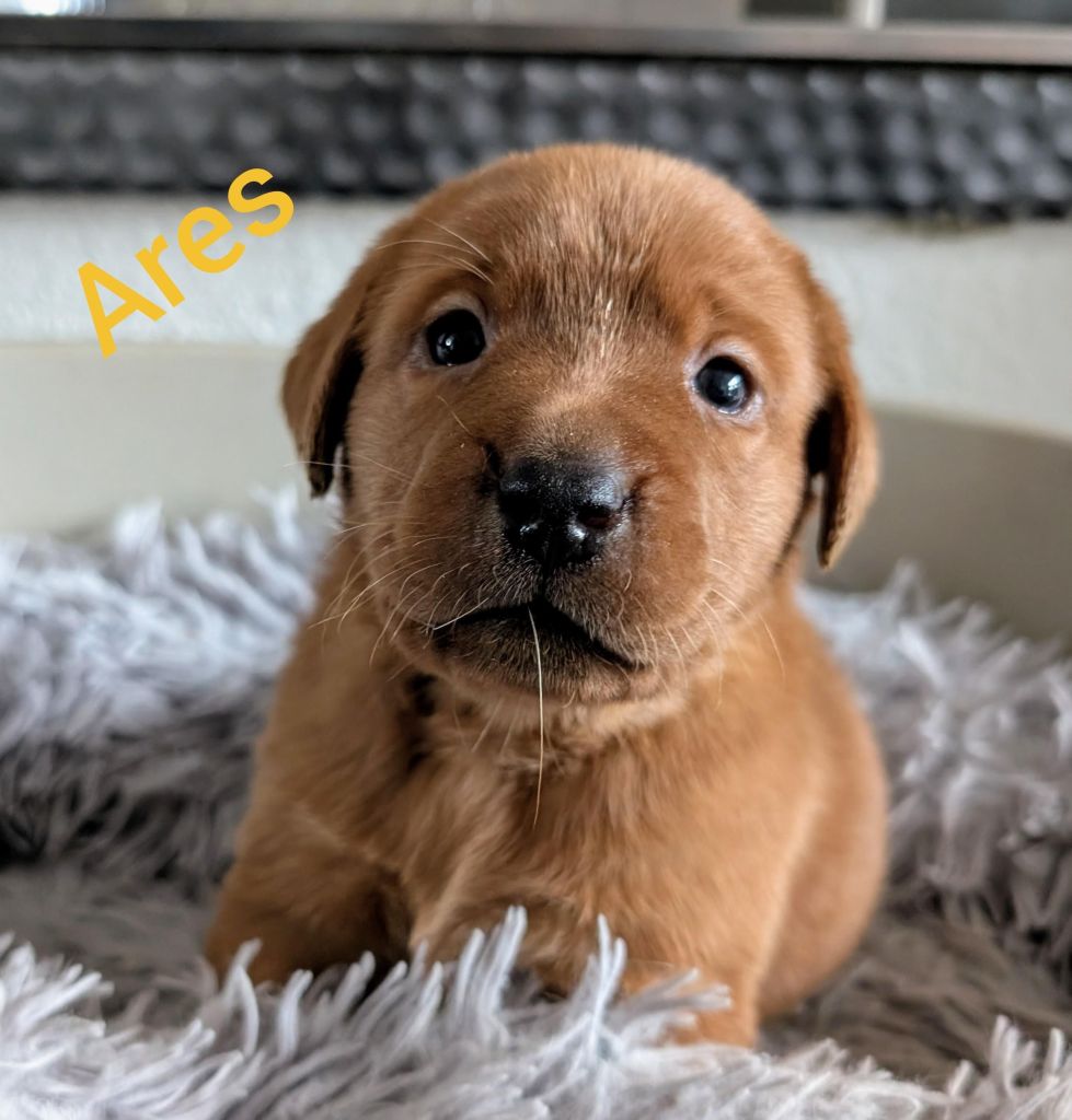Ares.jpg
