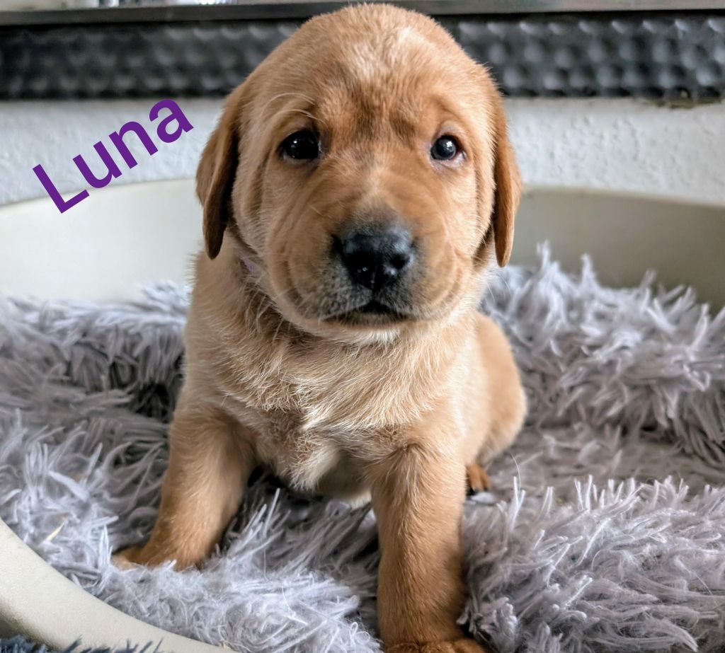Luna.jpg