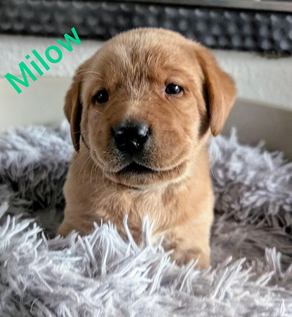 Millow.jpg
