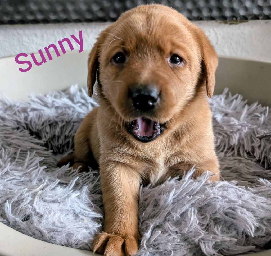 Sunny.jpg