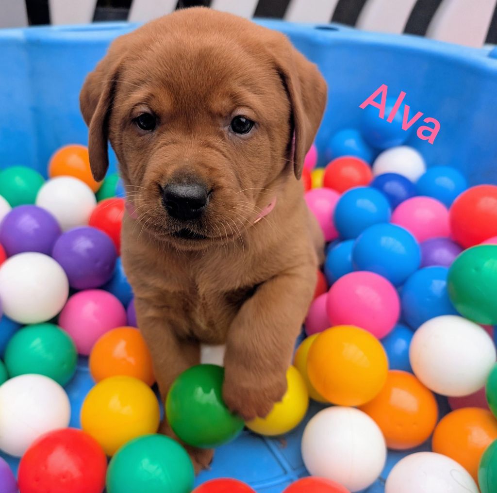 Alva.jpg