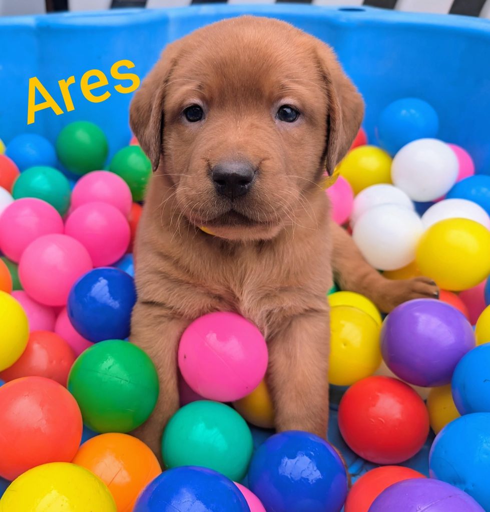 Ares.jpg