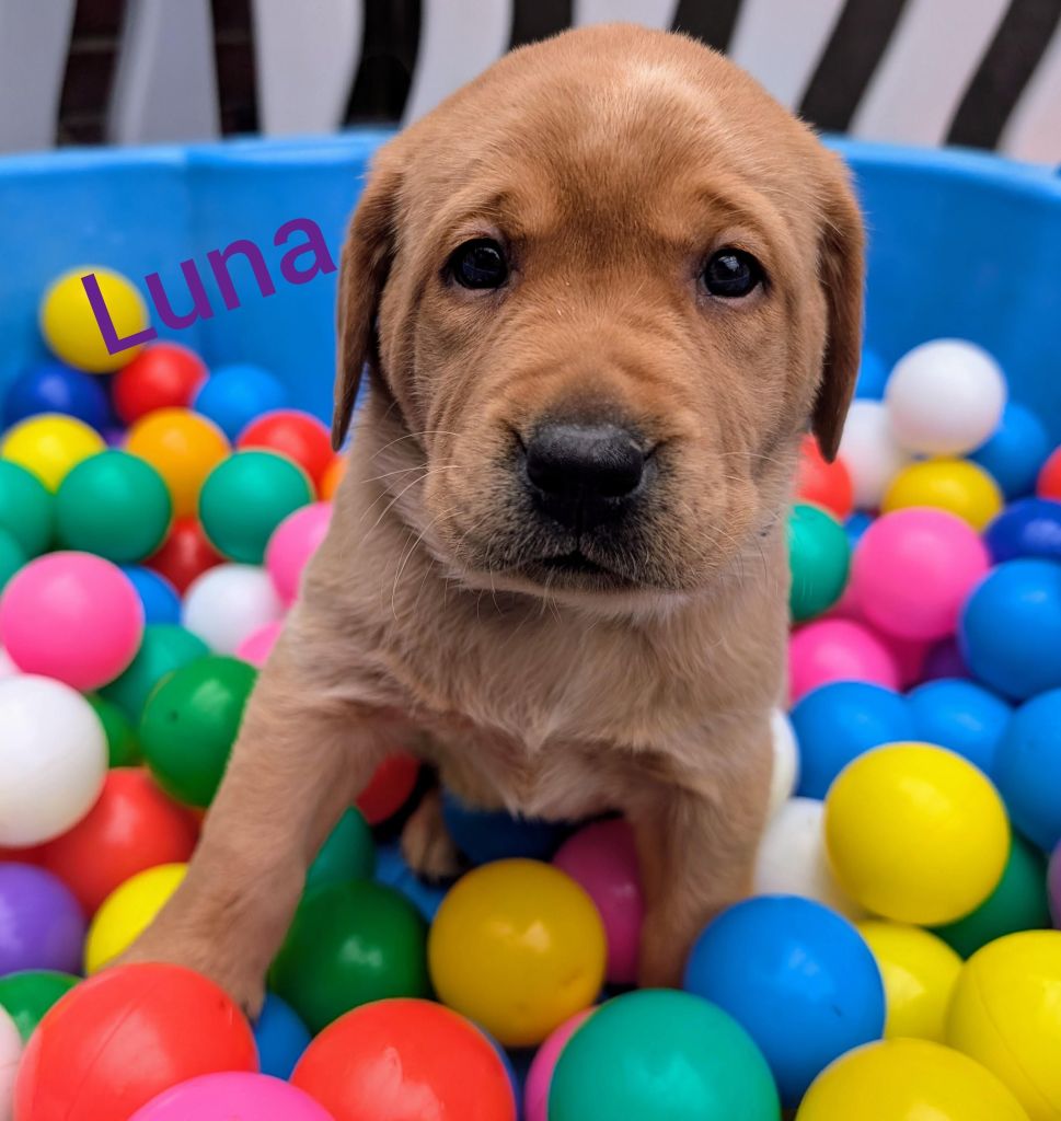 Luna.jpg