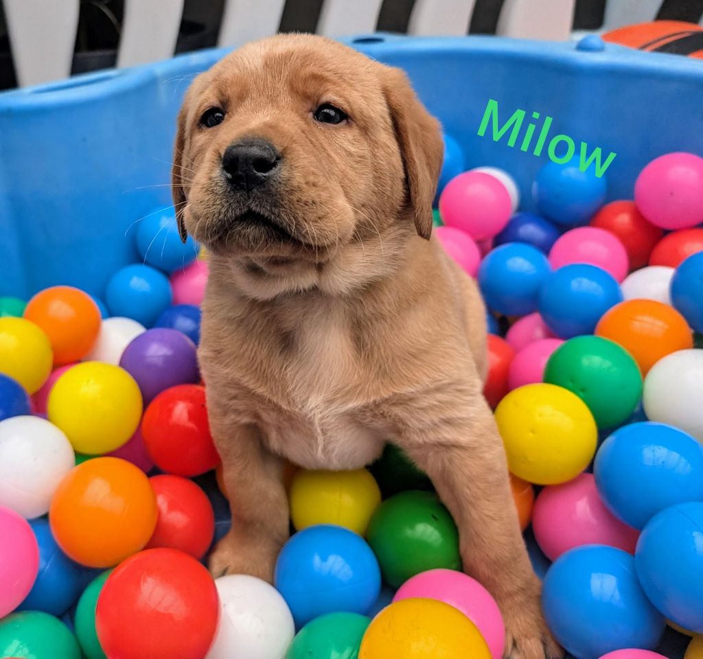Milow.jpg